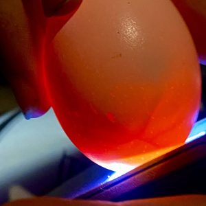 Digital Egg